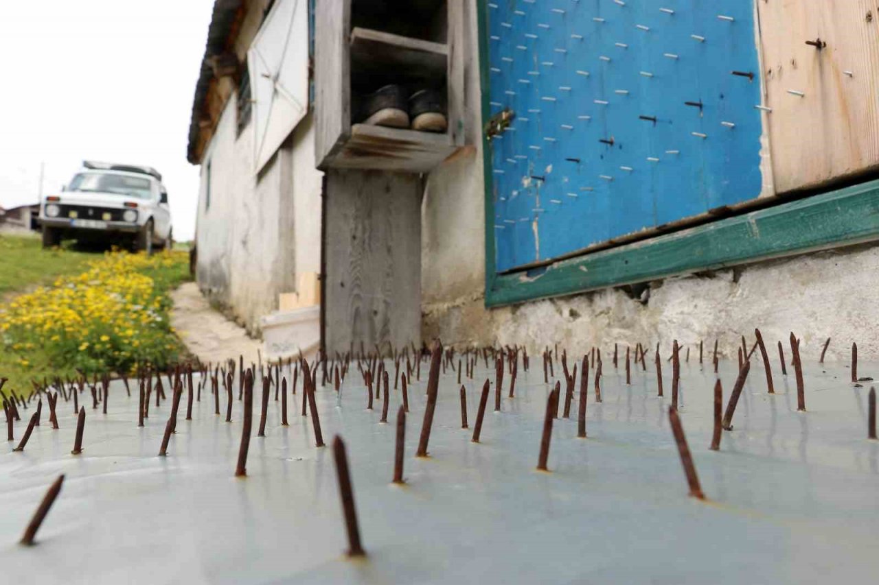 Gümüşhane’de ayı tehdidine Karadeniz usulü çözüm