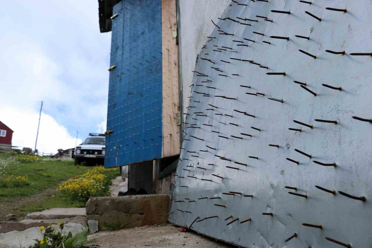 Gümüşhane’de ayı tehdidine Karadeniz usulü çözüm