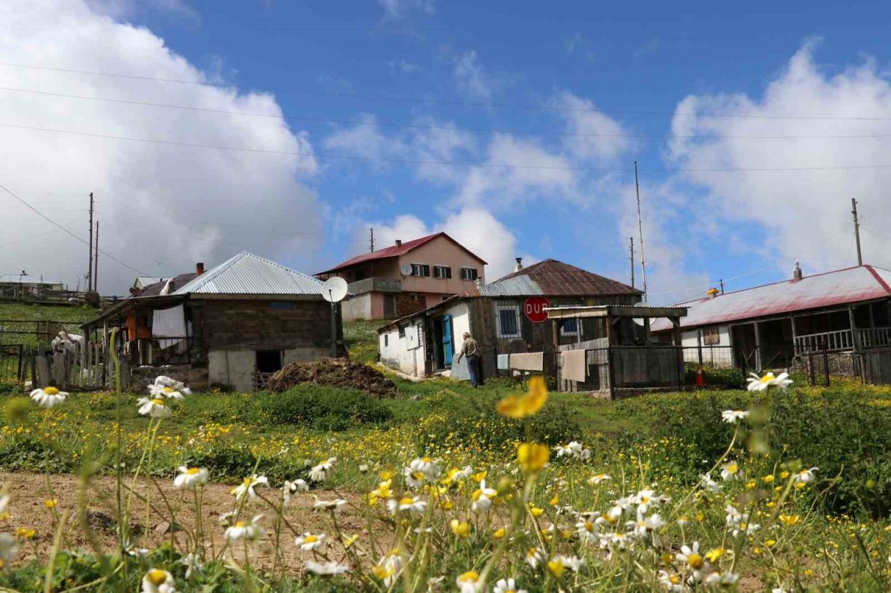 Gümüşhane’de ayı tehdidine Karadeniz usulü çözüm