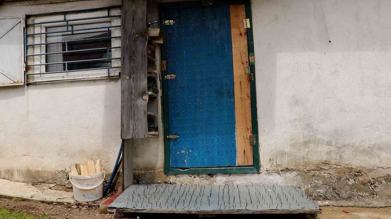 Gümüşhane’de ayı tehdidine Karadeniz usulü çözüm