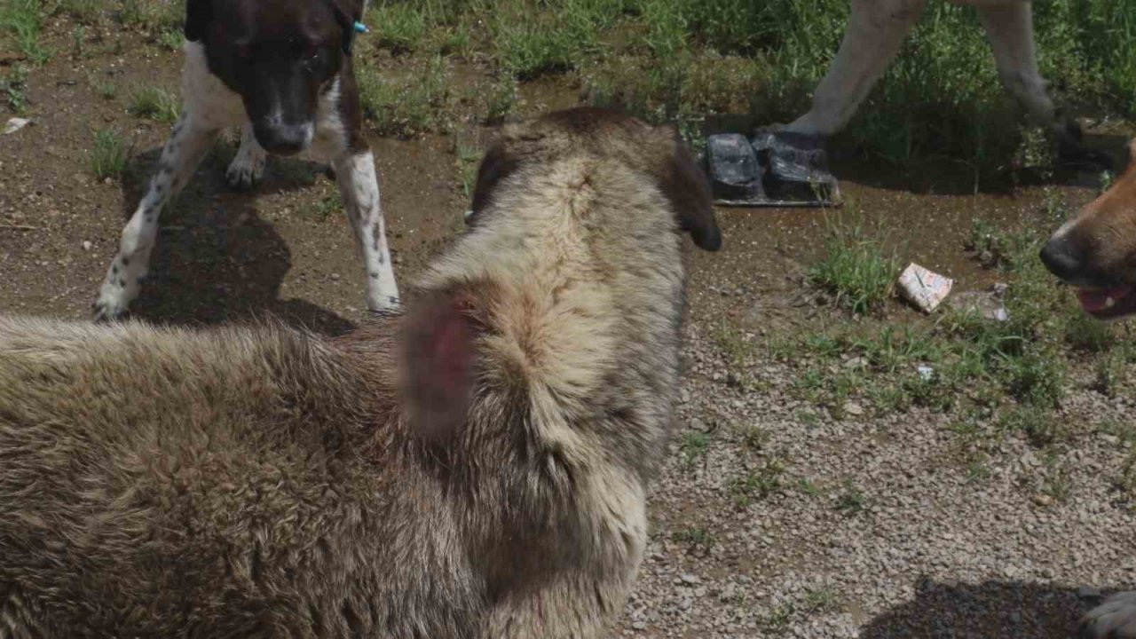 Yüzlerce başıboş köpek açlıktan birbirlerini yemeye başladı