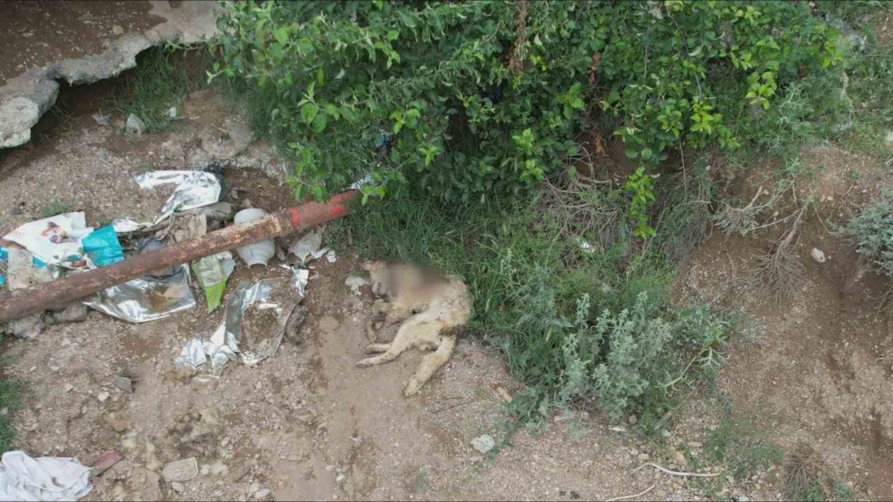 Yüzlerce başıboş köpek açlıktan birbirlerini yemeye başladı