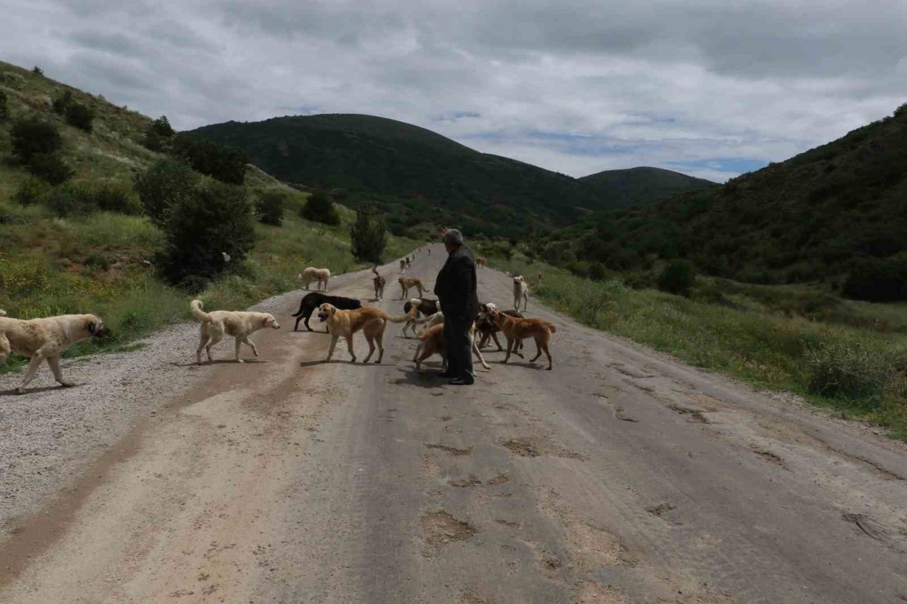 Yüzlerce başıboş köpek açlıktan birbirlerini yemeye başladı