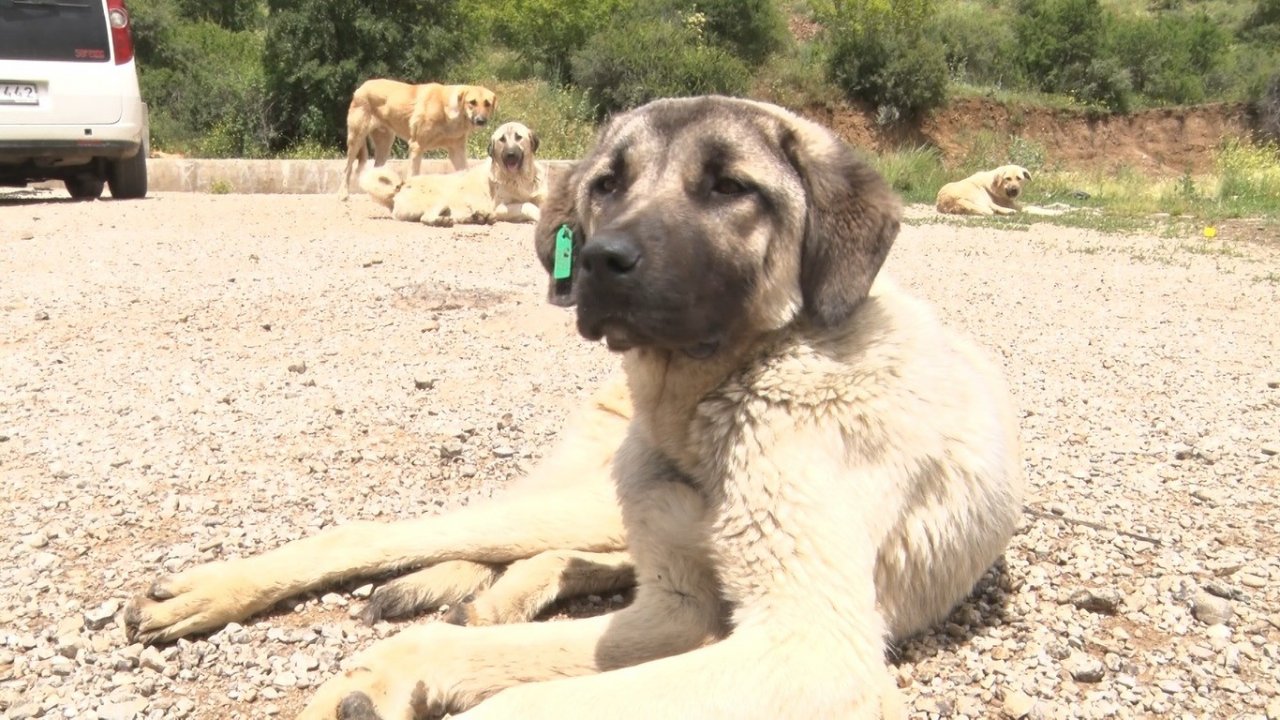 Yüzlerce başıboş köpek açlıktan birbirlerini yemeye başladı
