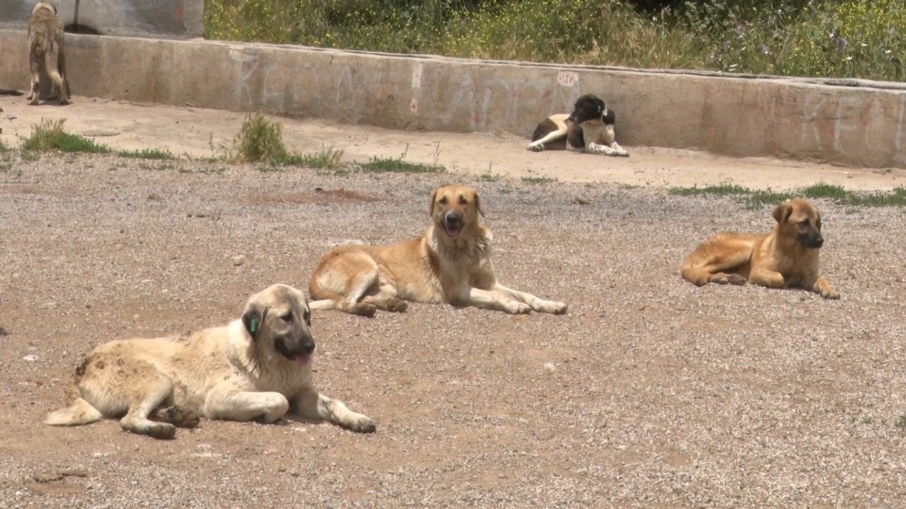 Yüzlerce başıboş köpek açlıktan birbirlerini yemeye başladı