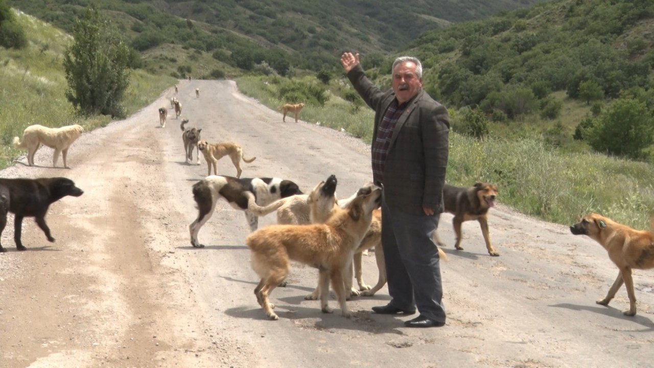 Yüzlerce başıboş köpek açlıktan birbirlerini yemeye başladı