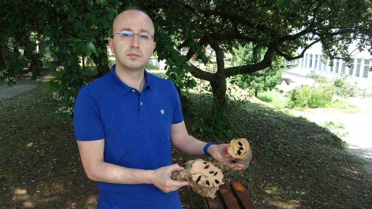 Fındıkta ’Drakula’ ile mücadelede bu yıl da sürüyor