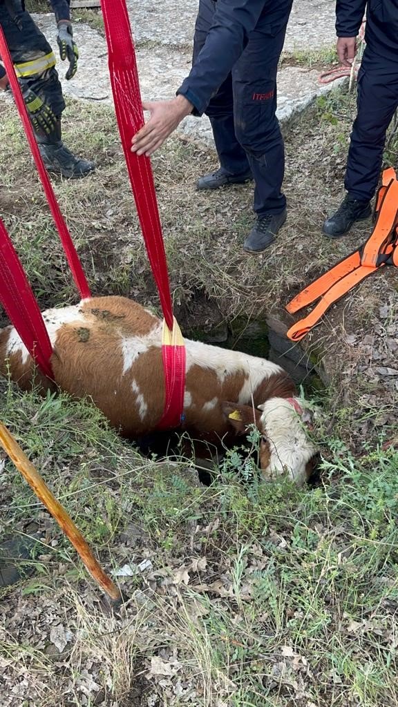 Büyükşehir İtfaiyesi, kuyuya düşen büyükbaş hayvanı 2 saatlik çalışmayla kurtardı