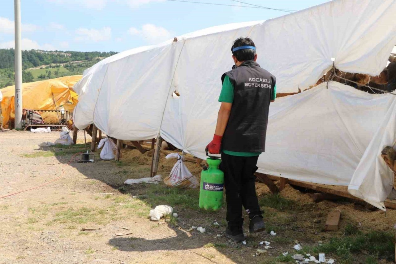 Kurban pazar yerleri ilaçlanıyor