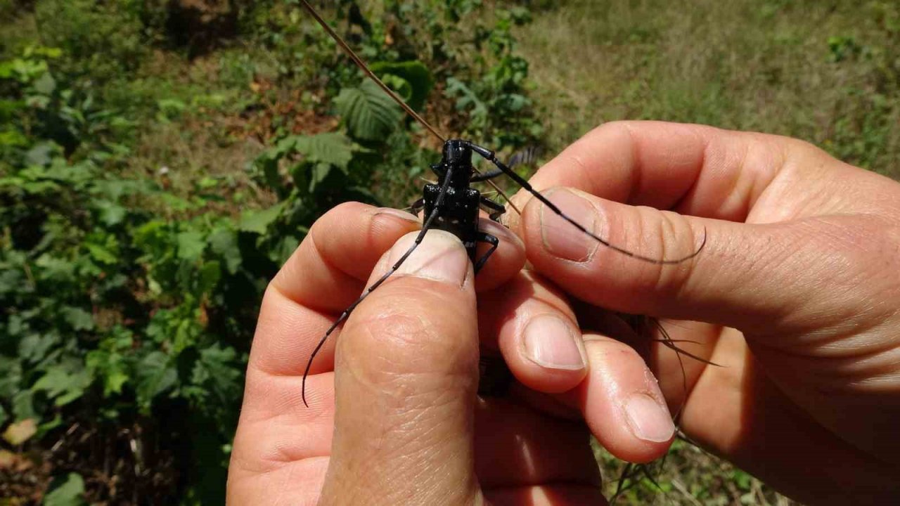 Fındıkta ’Drakula’ ile mücadelede bu yıl da sürüyor