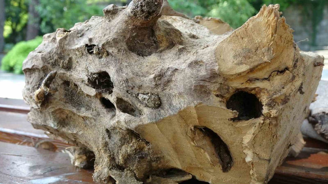 Fındıkta ’Drakula’ ile mücadelede bu yıl da sürüyor