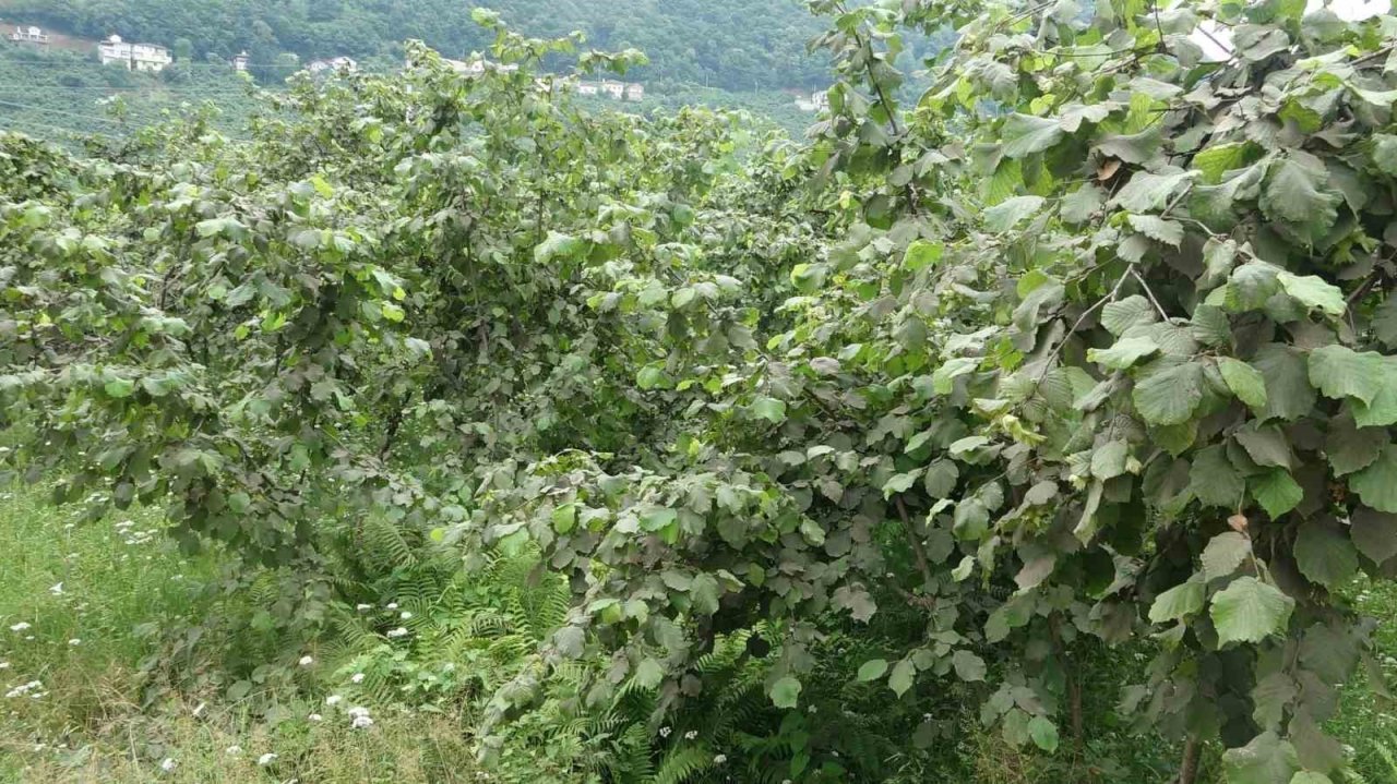 Fındıkta ’Drakula’ ile mücadelede bu yıl da sürüyor