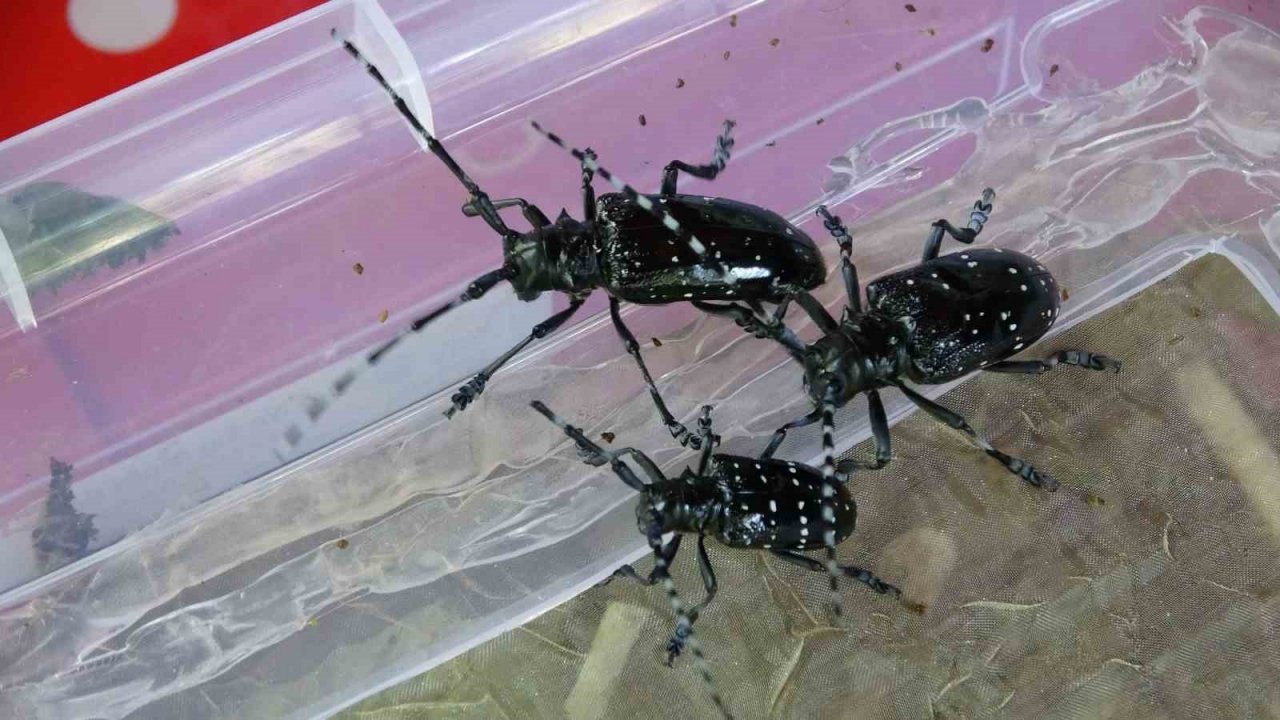 Fındıkta ’Drakula’ ile mücadelede bu yıl da sürüyor