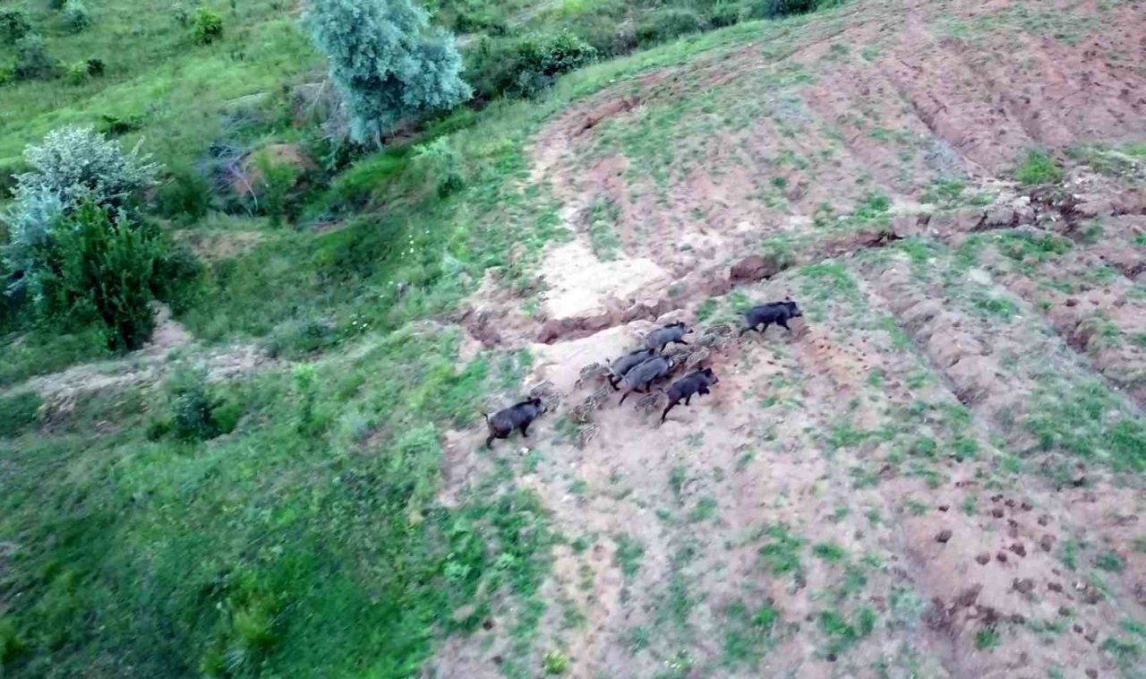 Yozgat’ta domuz sürüsü dron ile görüntülendi