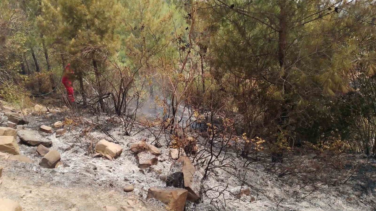 Anız yangını ormana sıçradı