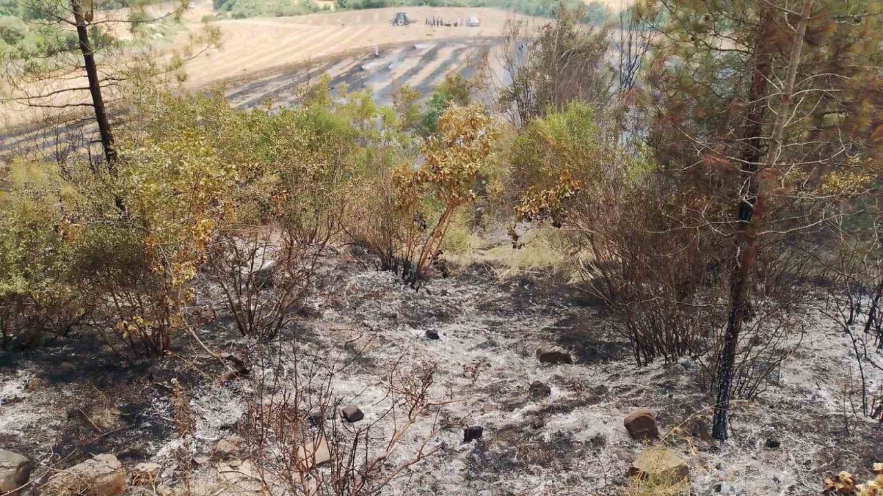 Anız yangını ormana sıçradı