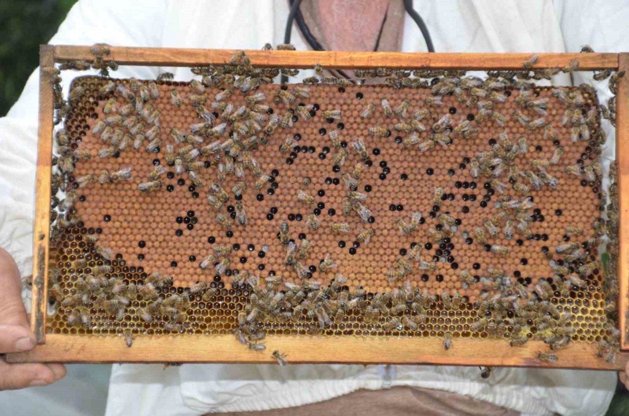 Antalya’da arı kovanlarının yeni adresi bin 960 metre rakımlı yaylalar