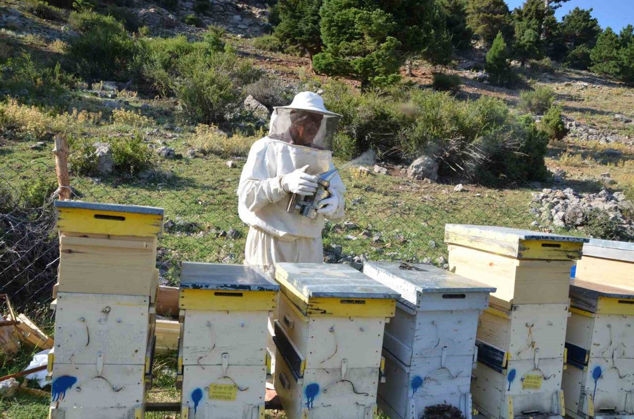 Antalya’da arı kovanlarının yeni adresi bin 960 metre rakımlı yaylalar