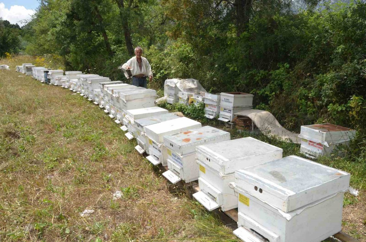 Antalya’da arı kovanlarının yeni adresi bin 960 metre rakımlı yaylalar