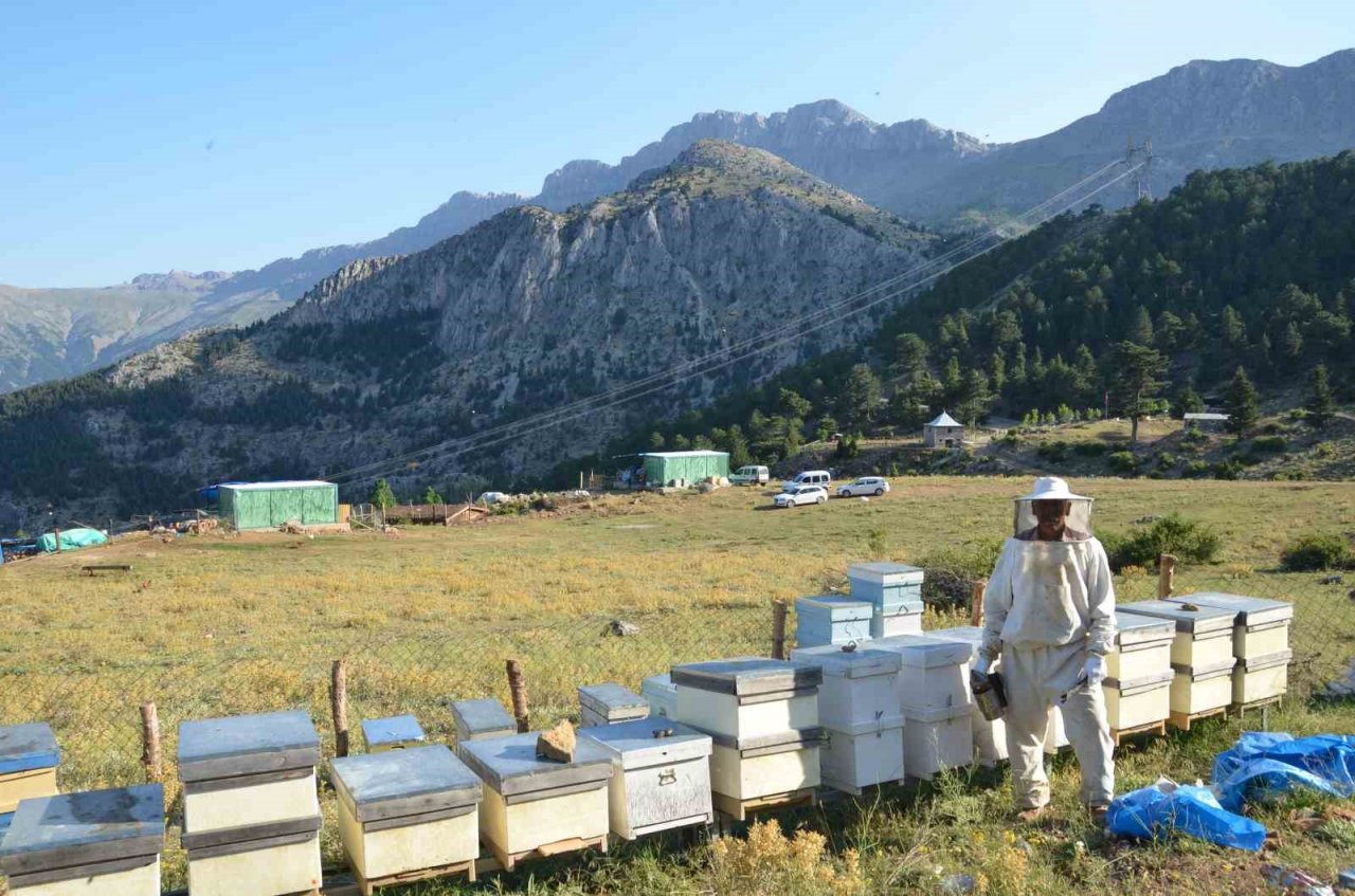 Antalya’da arı kovanlarının yeni adresi bin 960 metre rakımlı yaylalar
