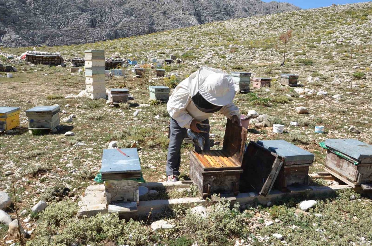 Antalya’da arı kovanlarının yeni adresi bin 960 metre rakımlı yaylalar