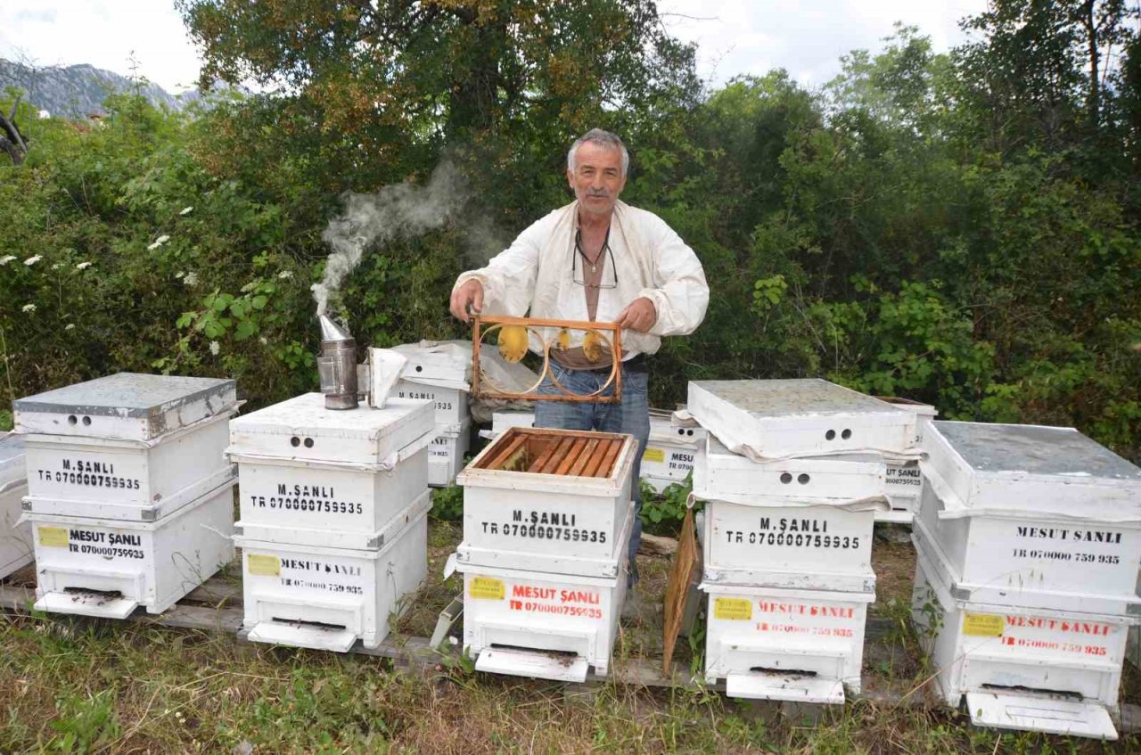 Antalya’da arı kovanlarının yeni adresi bin 960 metre rakımlı yaylalar