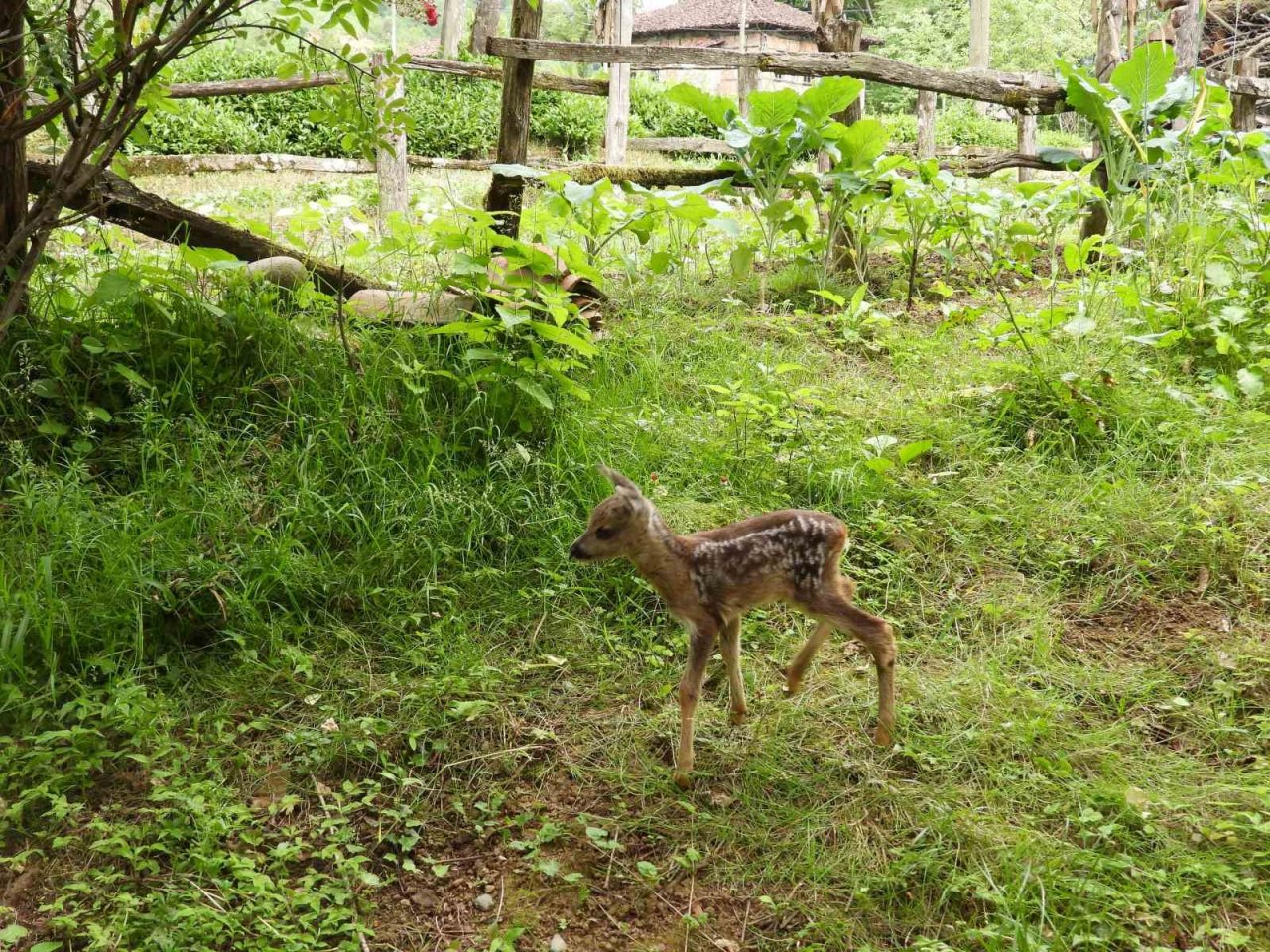 Kuyudan çıkarılan yavru karaca Zümrüt’ e özenle bakılıyor