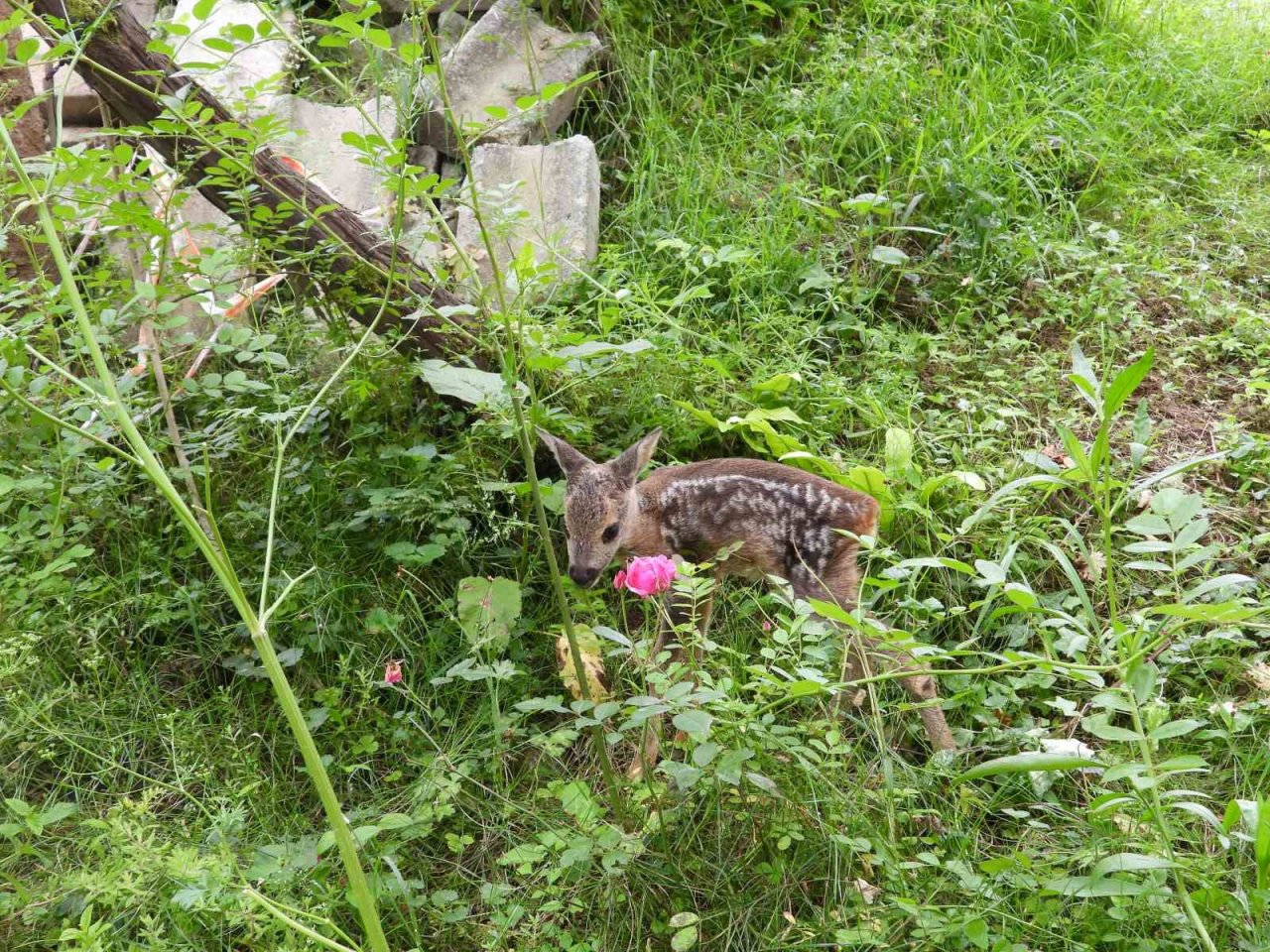 Kuyudan çıkarılan yavru karaca Zümrüt’ e özenle bakılıyor