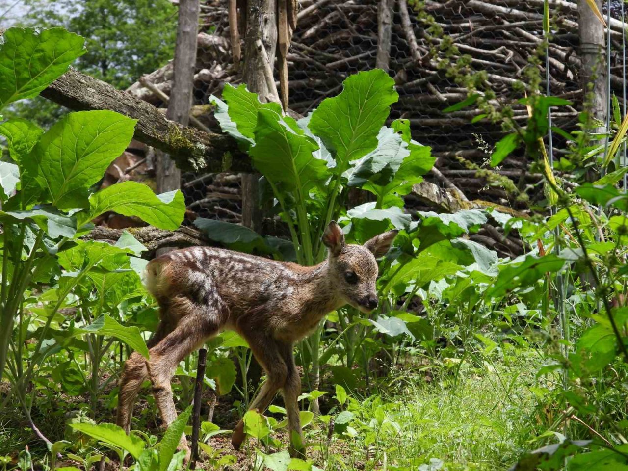 Kuyudan çıkarılan yavru karaca Zümrüt’ e özenle bakılıyor