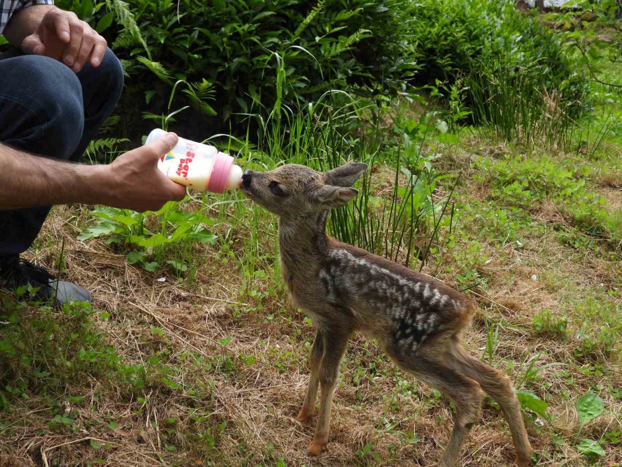 Kuyudan çıkarılan yavru karaca Zümrüt’ e özenle bakılıyor