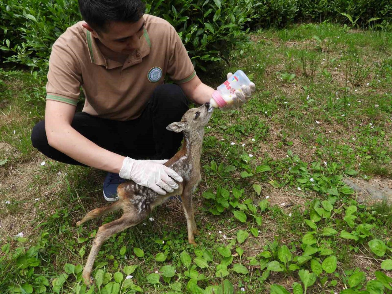 Kuyudan çıkarılan yavru karaca Zümrüt’ e özenle bakılıyor