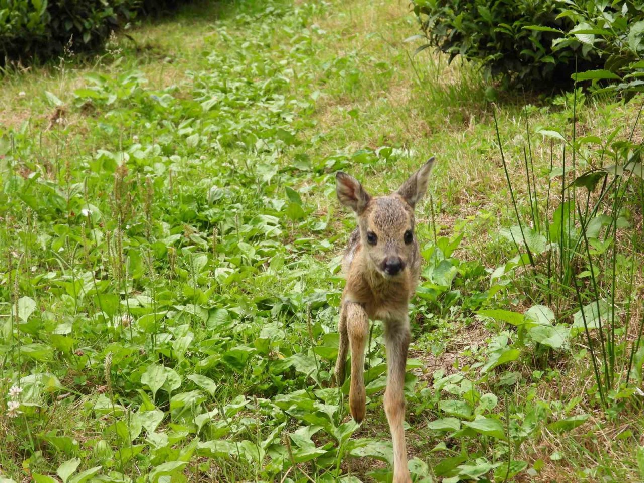 Kuyudan çıkarılan yavru karaca Zümrüt’ e özenle bakılıyor