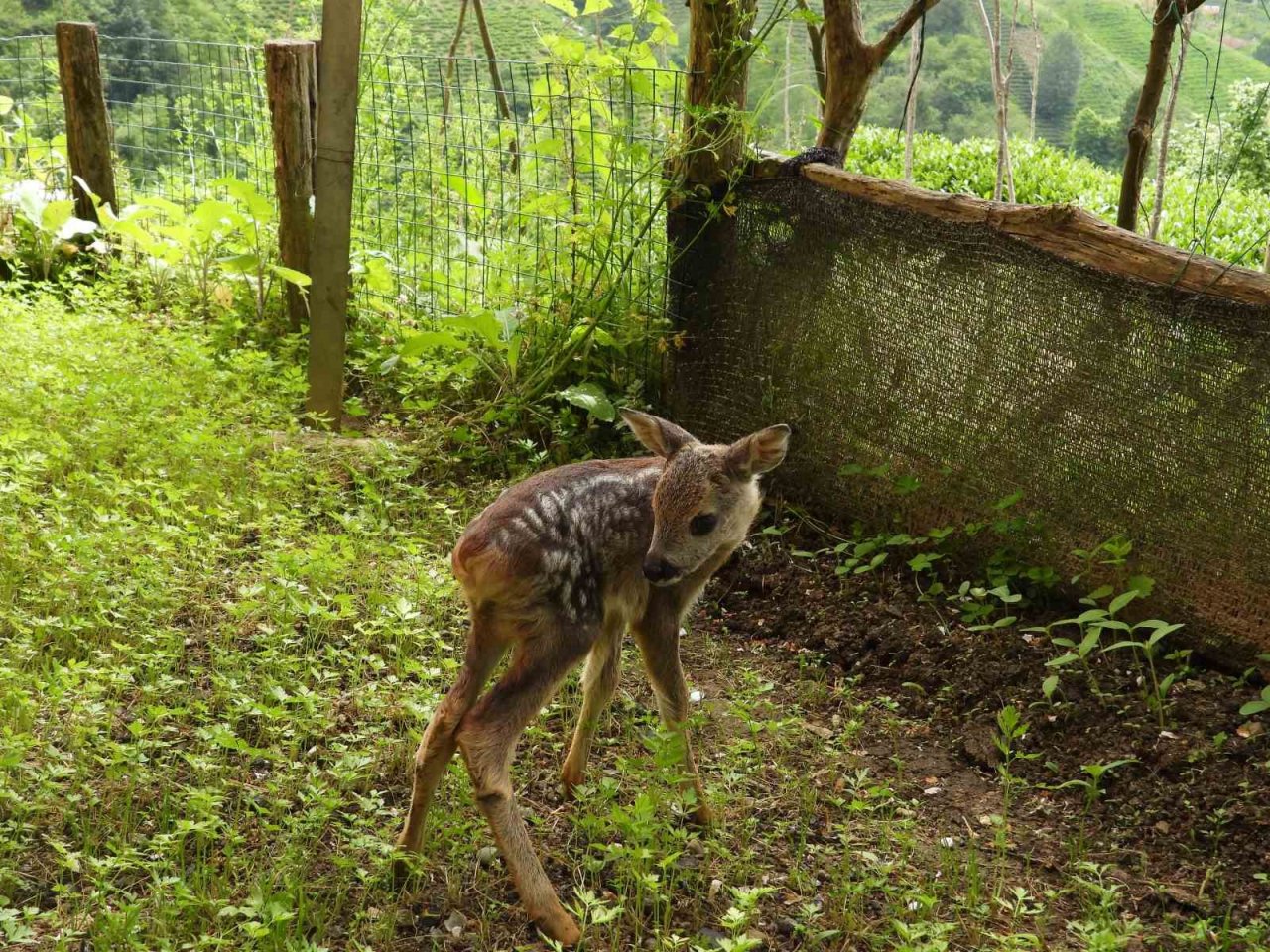 Kuyudan çıkarılan yavru karaca Zümrüt’ e özenle bakılıyor