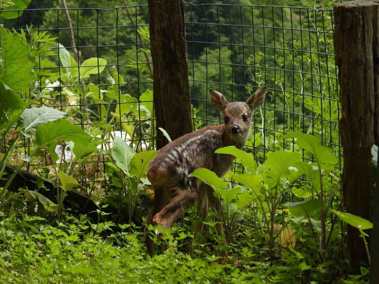 Kuyudan çıkarılan yavru karaca Zümrüt’ e özenle bakılıyor
