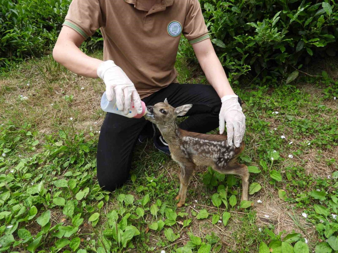Kuyudan çıkarılan yavru karaca Zümrüt’ e özenle bakılıyor
