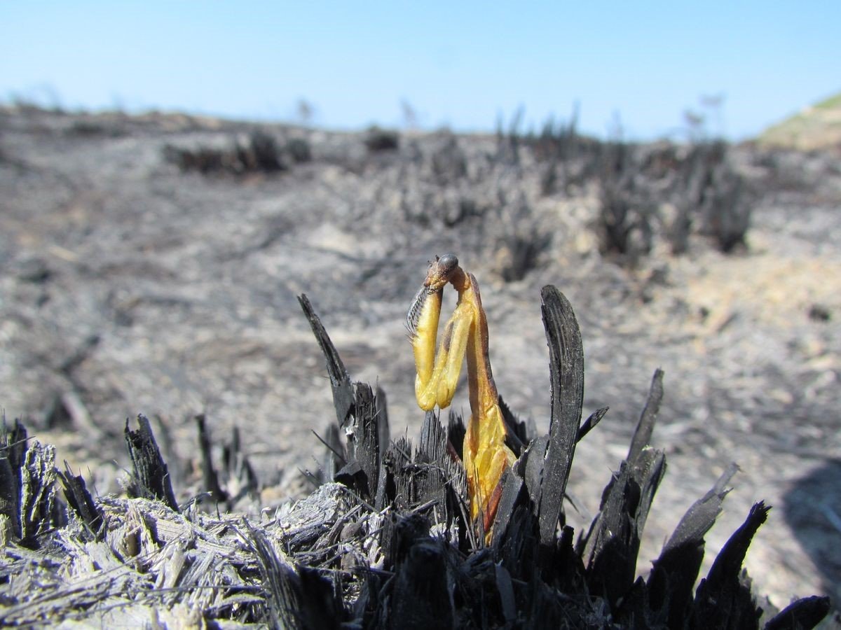 EKODOSD, vatandaşları yangınlara karşı uyardı