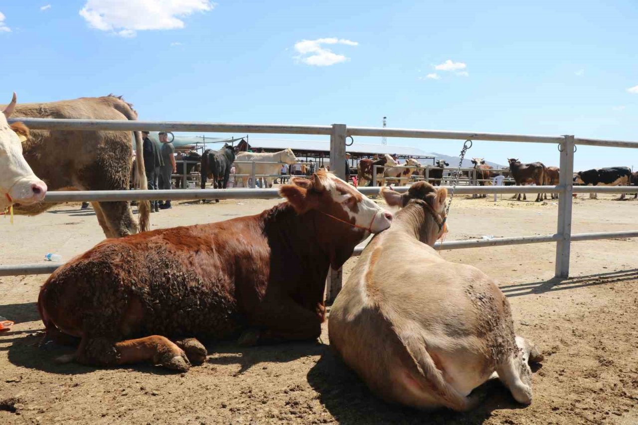 Kırşehir’de otomobil fiyatına kurbanlık