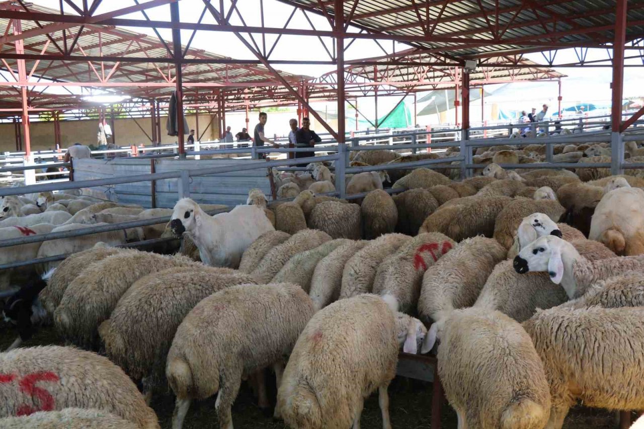 Kırşehir’de otomobil fiyatına kurbanlık