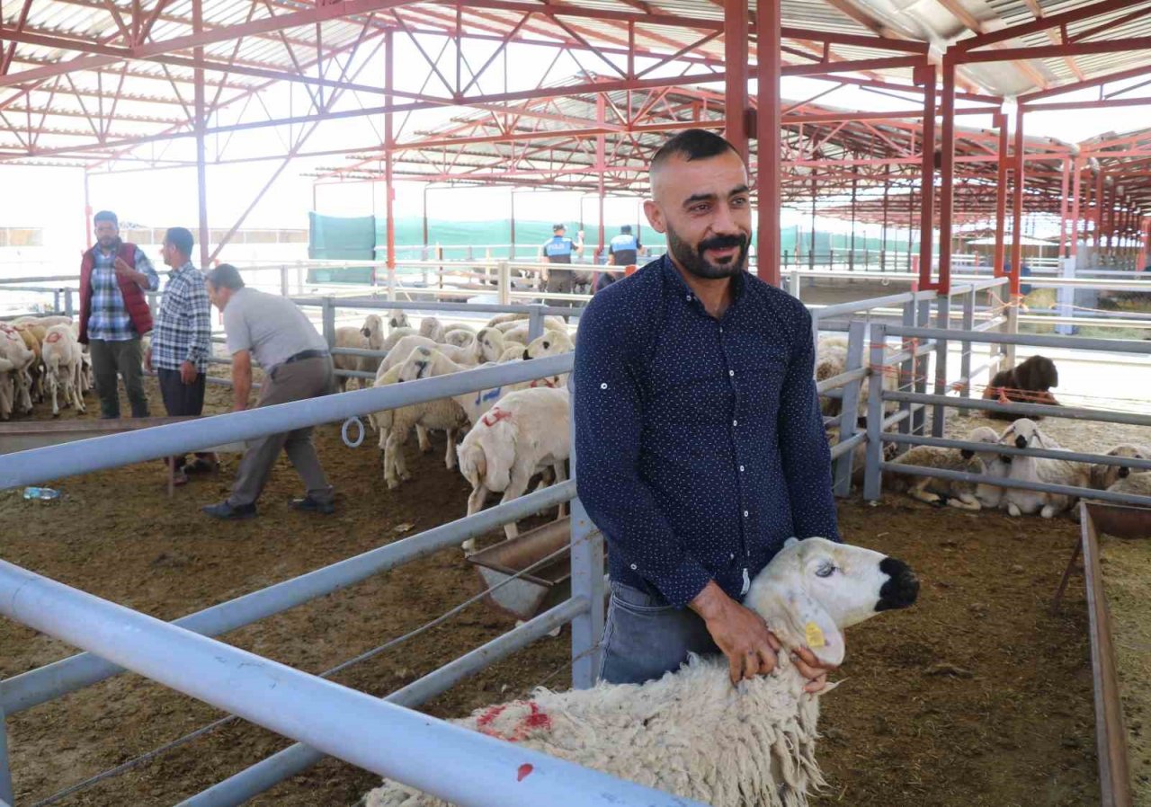 Kırşehir’de otomobil fiyatına kurbanlık