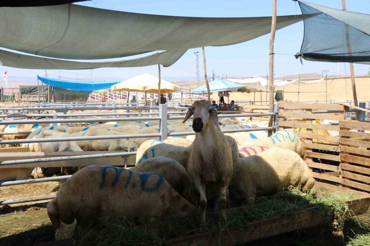 Kırşehir’de otomobil fiyatına kurbanlık