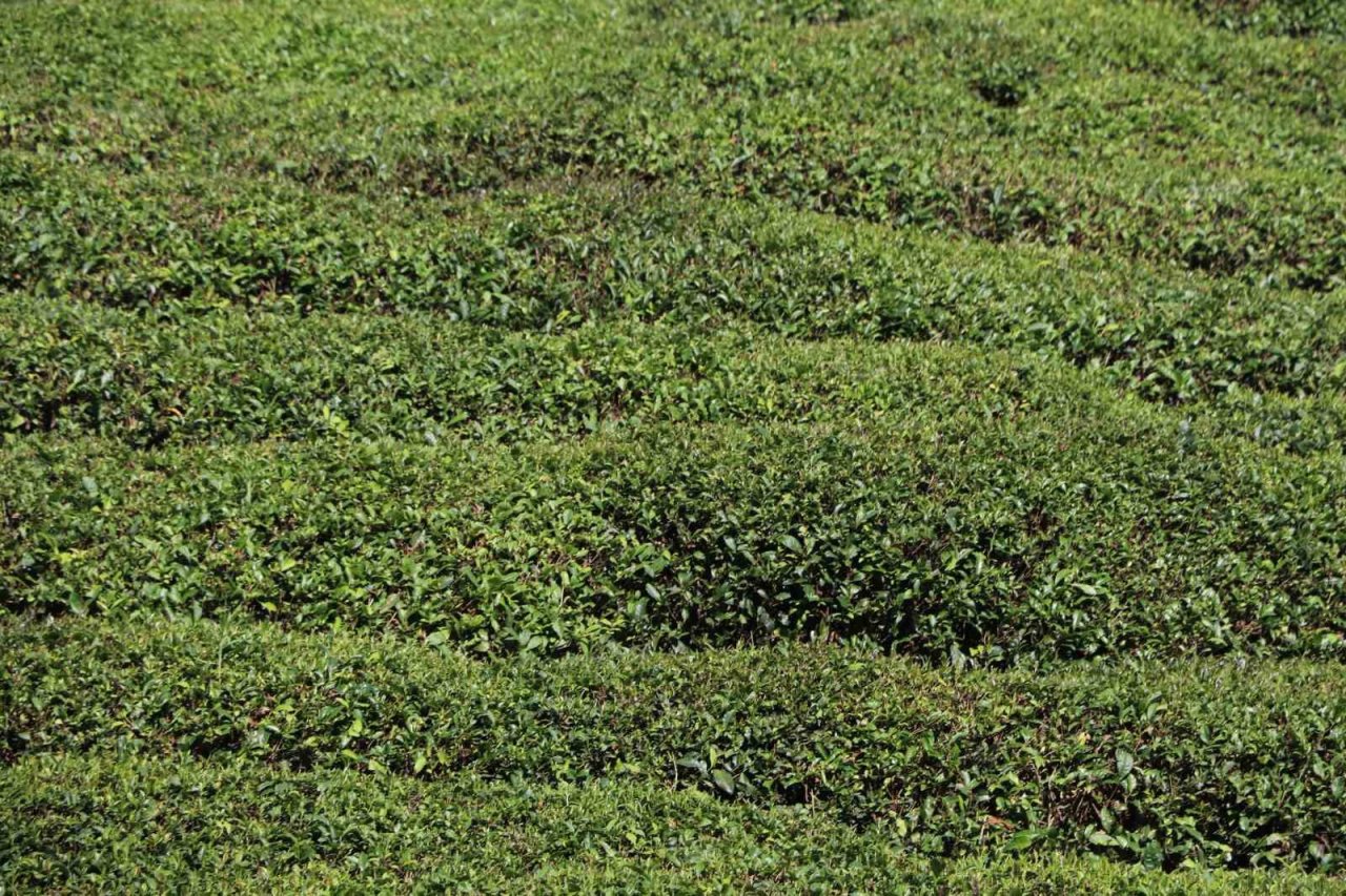 Birinci sürgünde çay üreticisinin tercihi özel sektör firmaları oldu