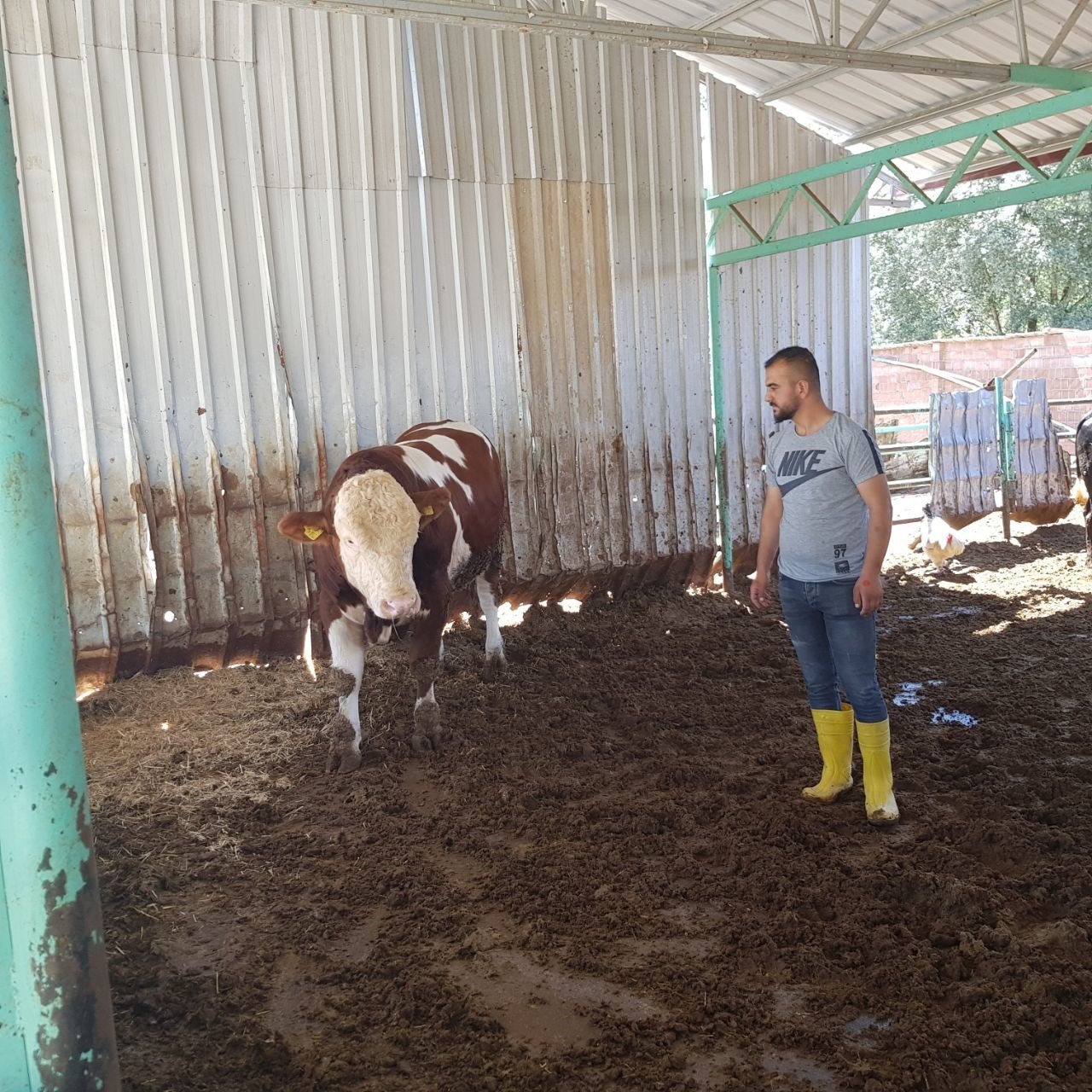 1 buçuk tonluk "Duman" 200 bin liradan alıcısını bekliyor