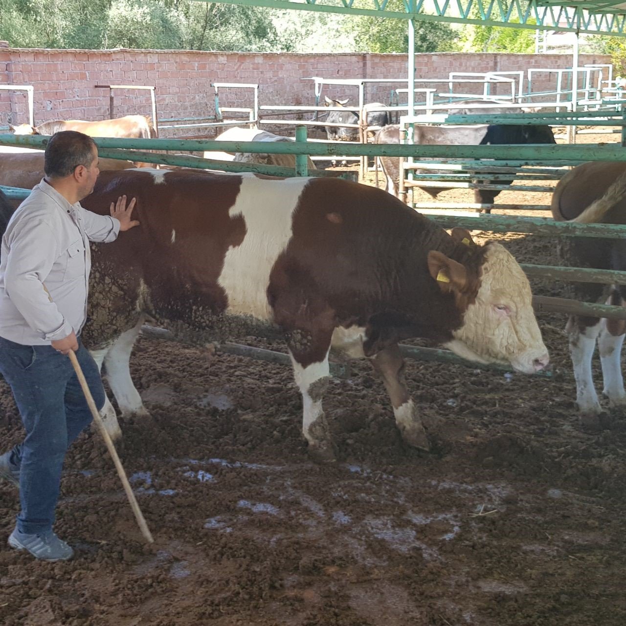 1 buçuk tonluk "Duman" 200 bin liradan alıcısını bekliyor