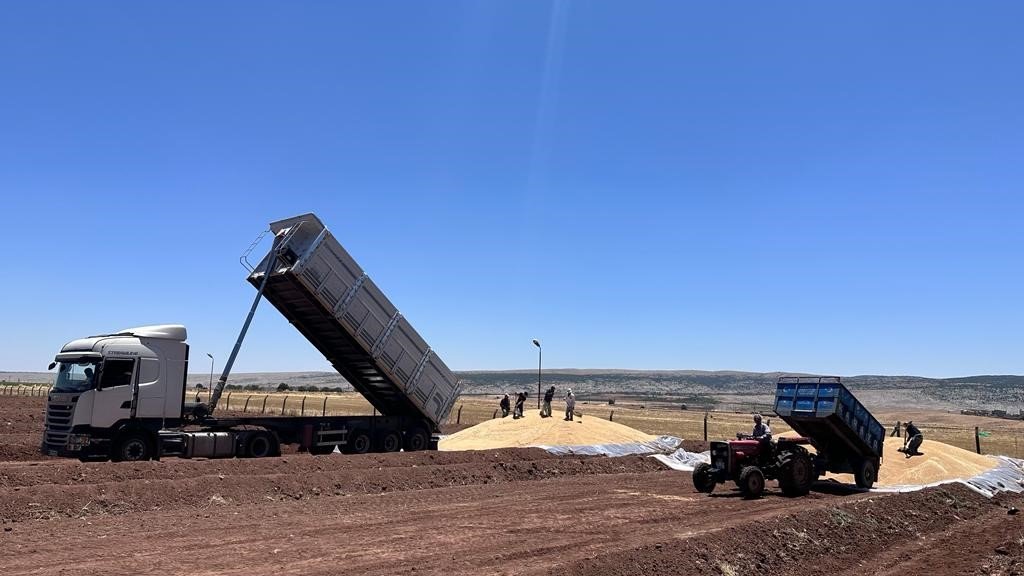 Ambarlar doldu, silolarda yer kalmayınca buğdaylar eski usülle saklanmaya başlandı