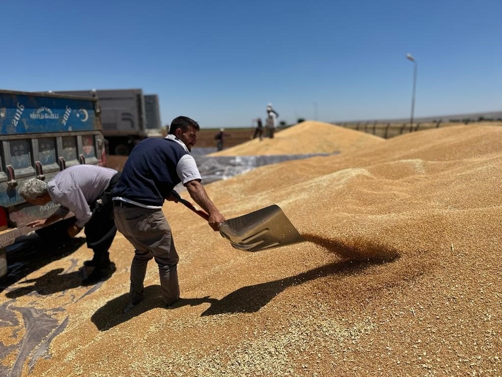 Ambarlar doldu, silolarda yer kalmayınca buğdaylar eski usülle saklanmaya başlandı