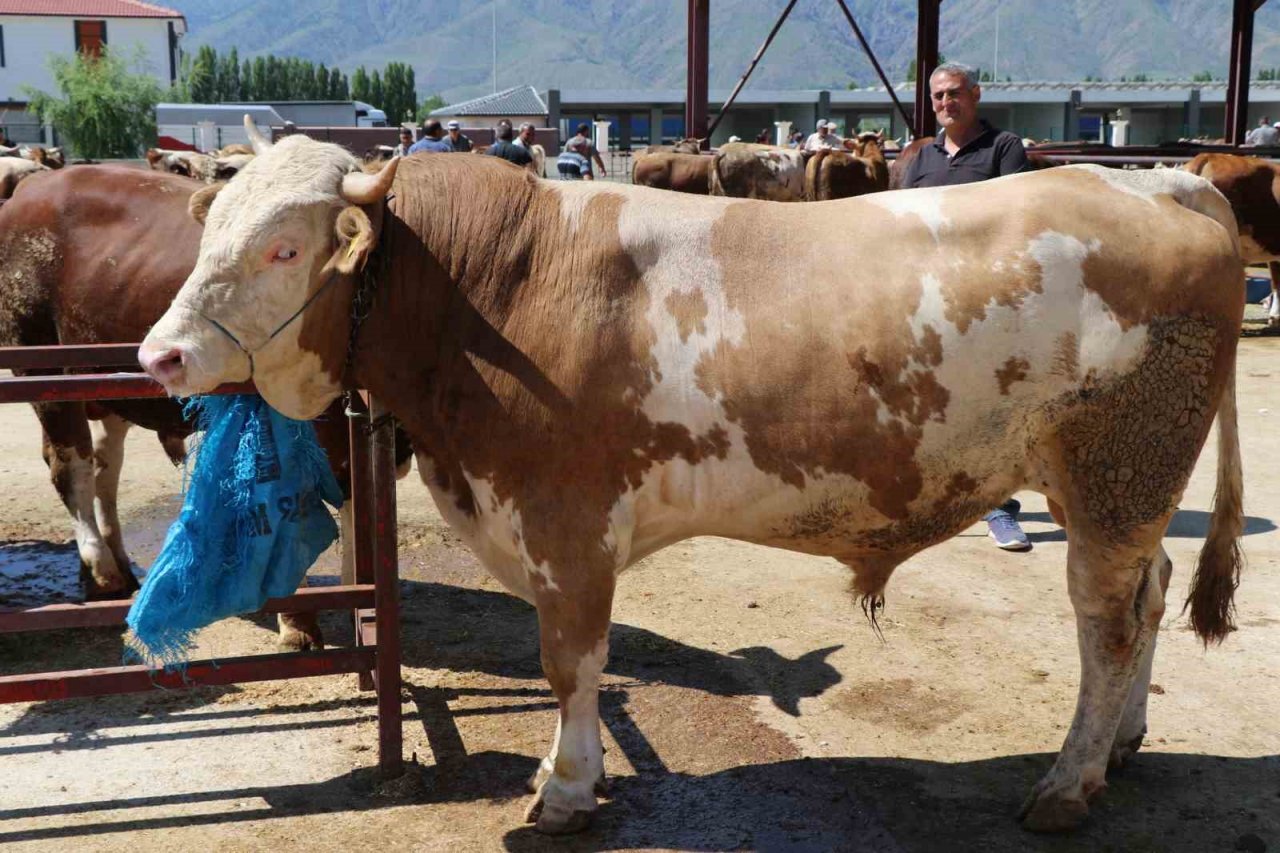 Erzincan’da kurban hareketliliği hız aldı