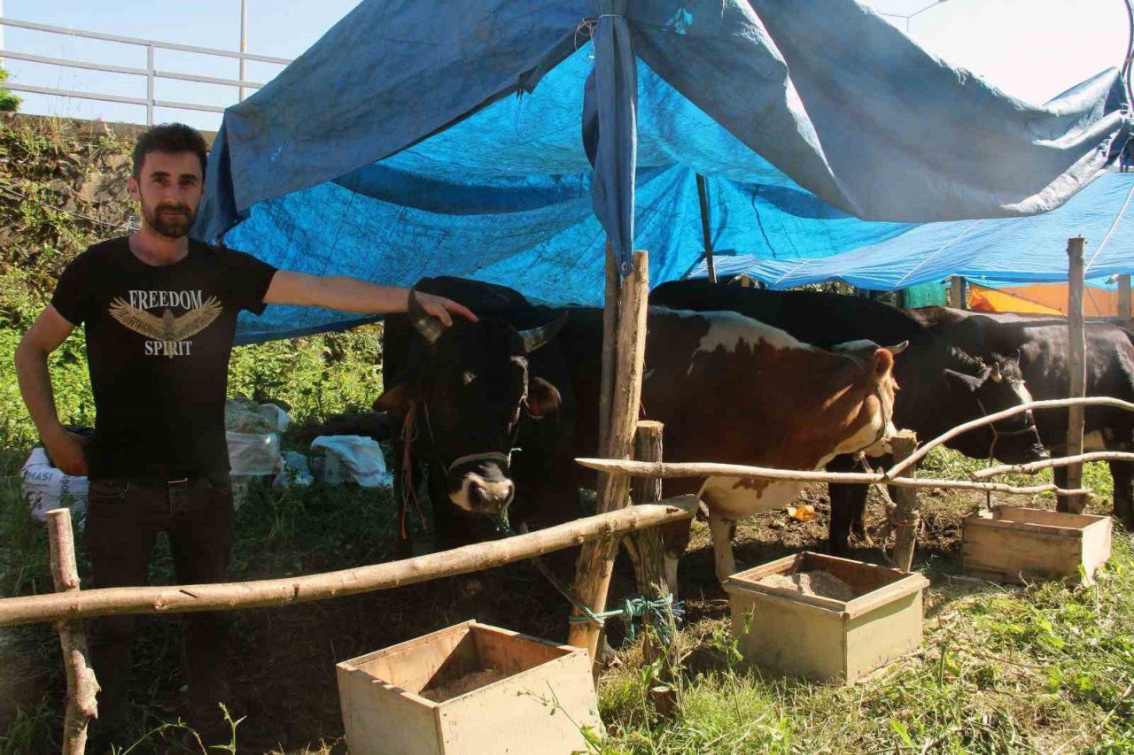 Kurban pazarındaki satıcılar, mandıra ve internet üzerinden yapılan kurban satışlarından dertli