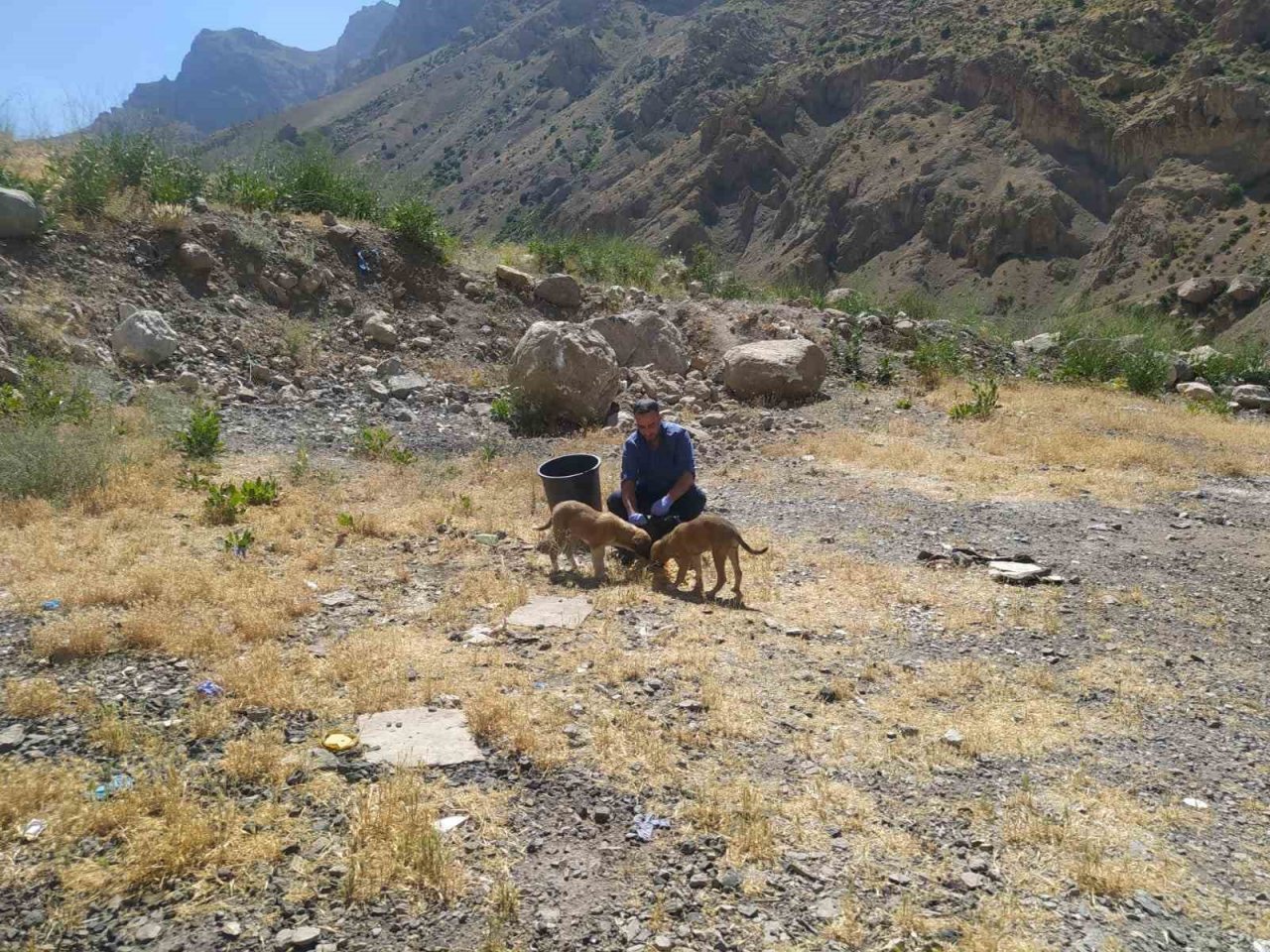 Hakkari’de sokak hayvanları için sakatat bırakıldı