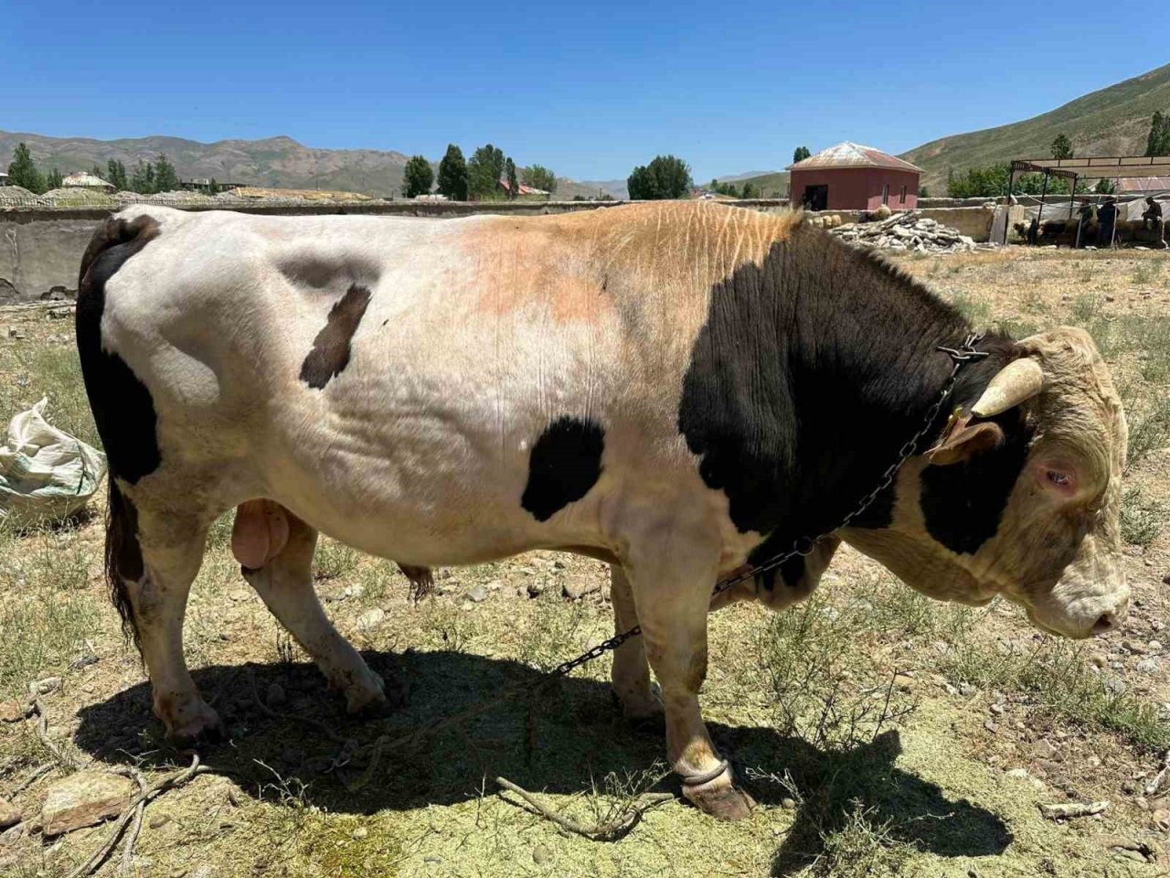 1 ton 100 kilogramlık ‘Paşa’ alacısını bekliyor