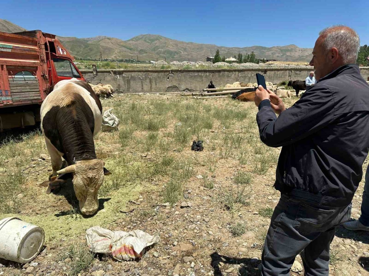 1 ton 100 kilogramlık ‘Paşa’ alacısını bekliyor